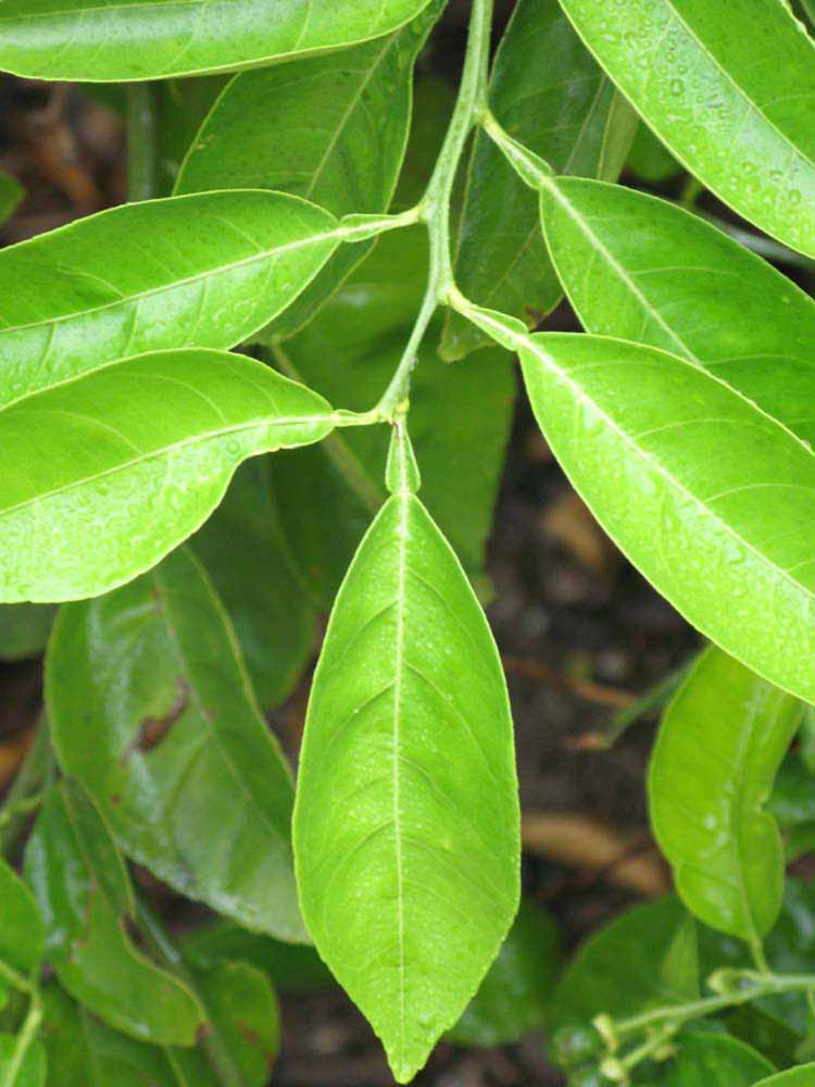              Sun leaves (Riverside, CA)       